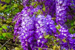 Wisteria Flowers