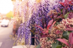 Wisteria Flowers