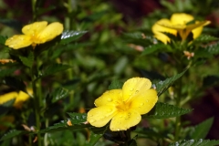 Buttercup