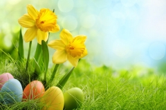 Daffodil