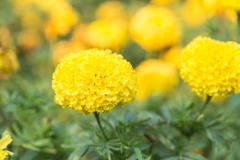 Marigold