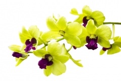 Orchid