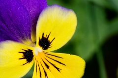 Pansy