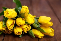 Tulip