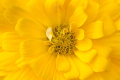 Zinnia